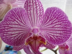 Beautiful Orchid