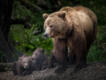 bear family