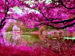 Pink foliage on trees by a river