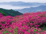 Bright Pink Flowers in the Mountains