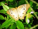 Butterfly on Green Leaves