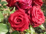 Autumn Roses