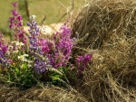 Hay of flowers