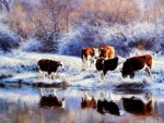 cows in the snow