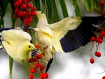 Hungry Birds Eating Berries