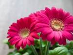 Flowers of Gerbera