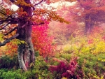 Autumn Forest