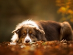 Australian Shepherd