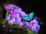 Butterfly on Purple Flowers