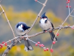 Blue Jays on the Branch
