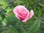 Mesh Fence and Pink Rose