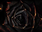 dark rose