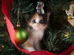 kitten under the tree