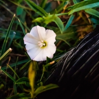 Flower among grass