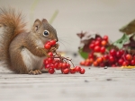 squirrel with berries