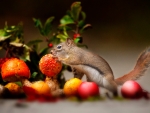 squirrel with mushrooms and apples