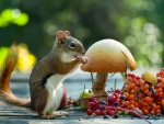 squirrel with forest gifts