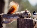 squirrel and tit