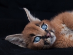 Caracal Kitten