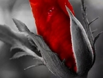 red rose
