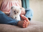 kitten in the legs