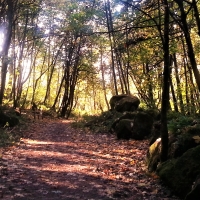 Another Walk in the Woods