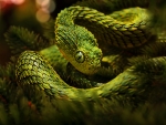 coniferous snake