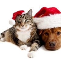 Christmas Pets
