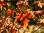 autumn leaves