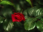 rosebud