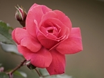 beautiful rose