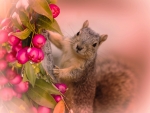 squirrel with berries