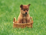 Cute Puppy