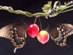 Butterflies Two Cherries