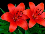 Two Beautiful Orange Lilies