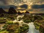 Mossy Seascape in Portugal
