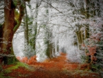 Frosted Autumn Forest