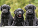 Three Black Puppies