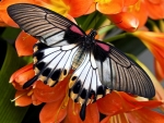 Butterfly on Orange Flowers