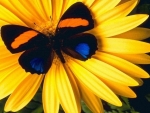 Yellow Flower with Colorful Butterfly