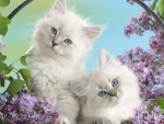 Two White Kittens with Blue Eyes