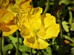 Yellow Poppy