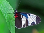 Sapho Longwing Butterfly