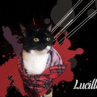 Lucille
