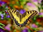 Lovely Butterfly