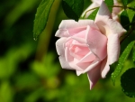 Pink Rose in Dew Drops