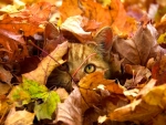 Autumn Cat