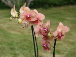 Orchids