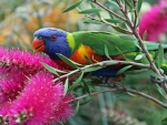 Rainbow Lorikeet on the Nectar