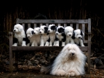 Dog and Puppies Family
